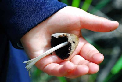 How To Identify Edible Fungus In The Wild